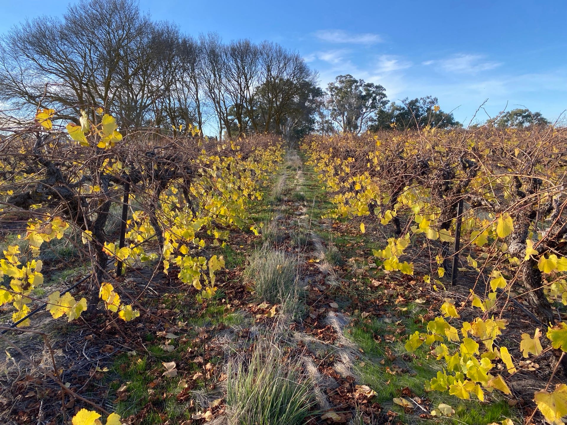 Close vineyard rows with golden leaves