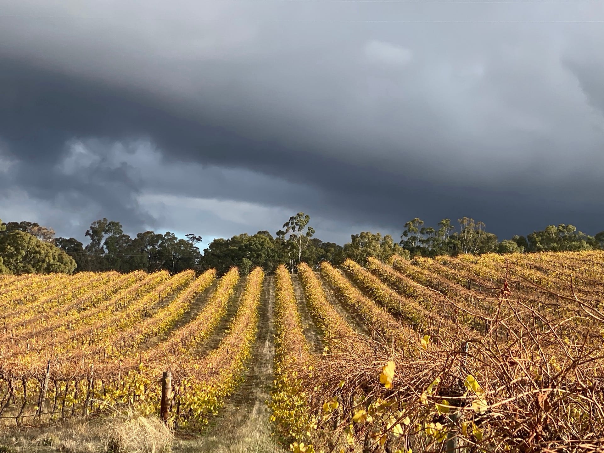 Kadenge Estate vineyard rows under a dramatic Barossa sky